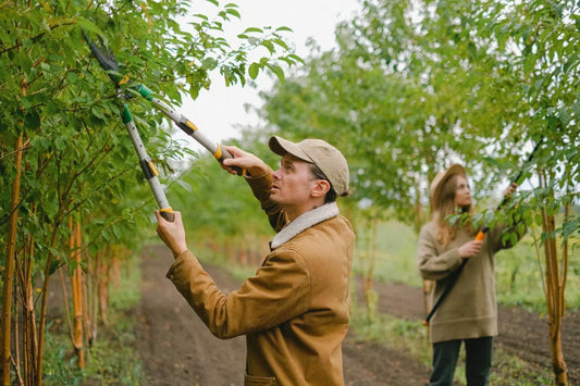 Mastering Tree Pruning The Power of Garden Loppers